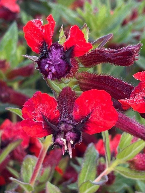 Bat-Faced Cuphea (Cuphea llavea) - Pack of 2 (TWO) - 5-9" Live Plants - Unique Red & Purple Bat Flowers