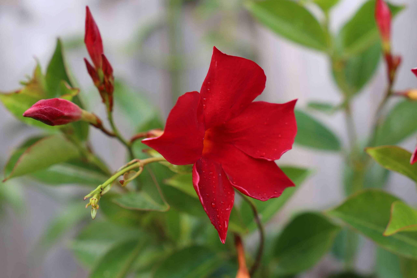 Mandevilla Red Fury Live Plants (5-9") - Pack of 2 (TWO) - Deep Crimson Rocktrumpet Vine