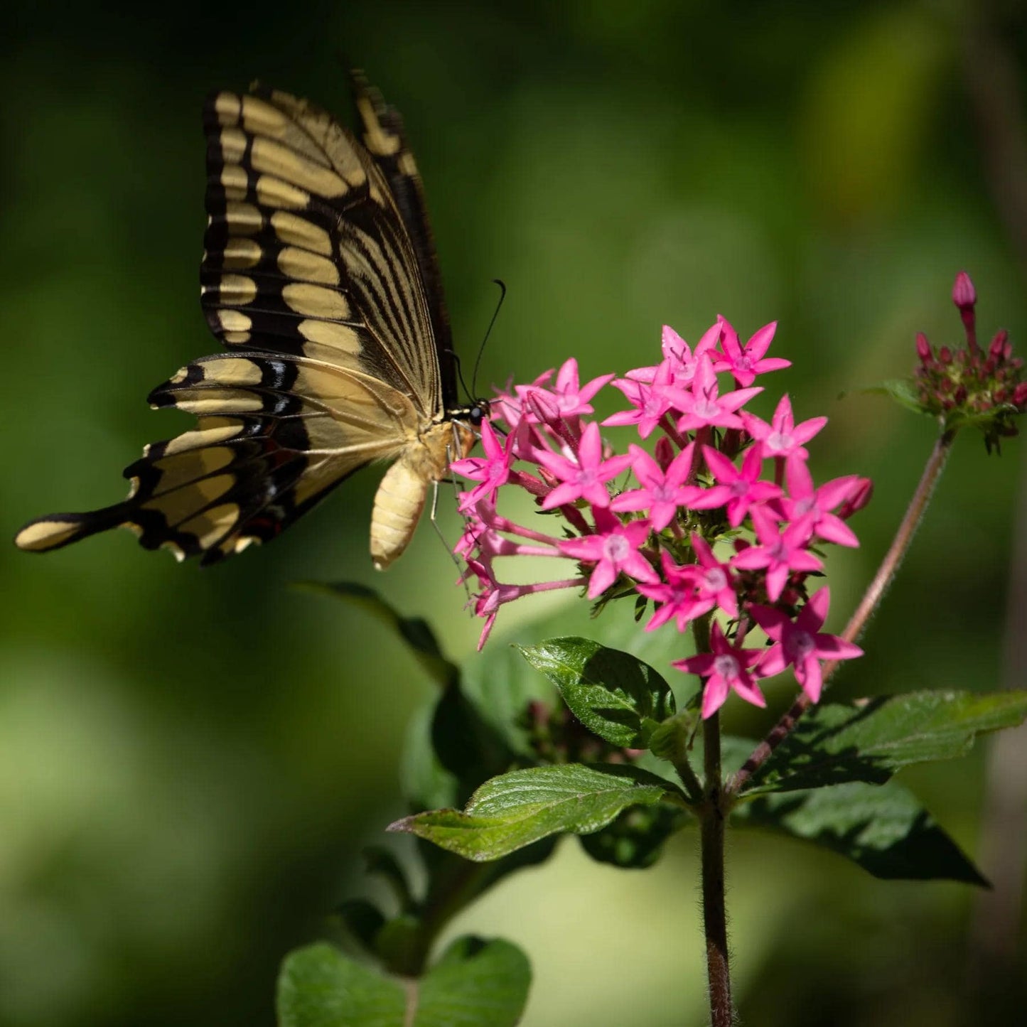 Pentas Lanceolata Jessica Punch Live Plants | PAck of 2 (TWO) | 5-9" Tall | Egyptian Starcluster