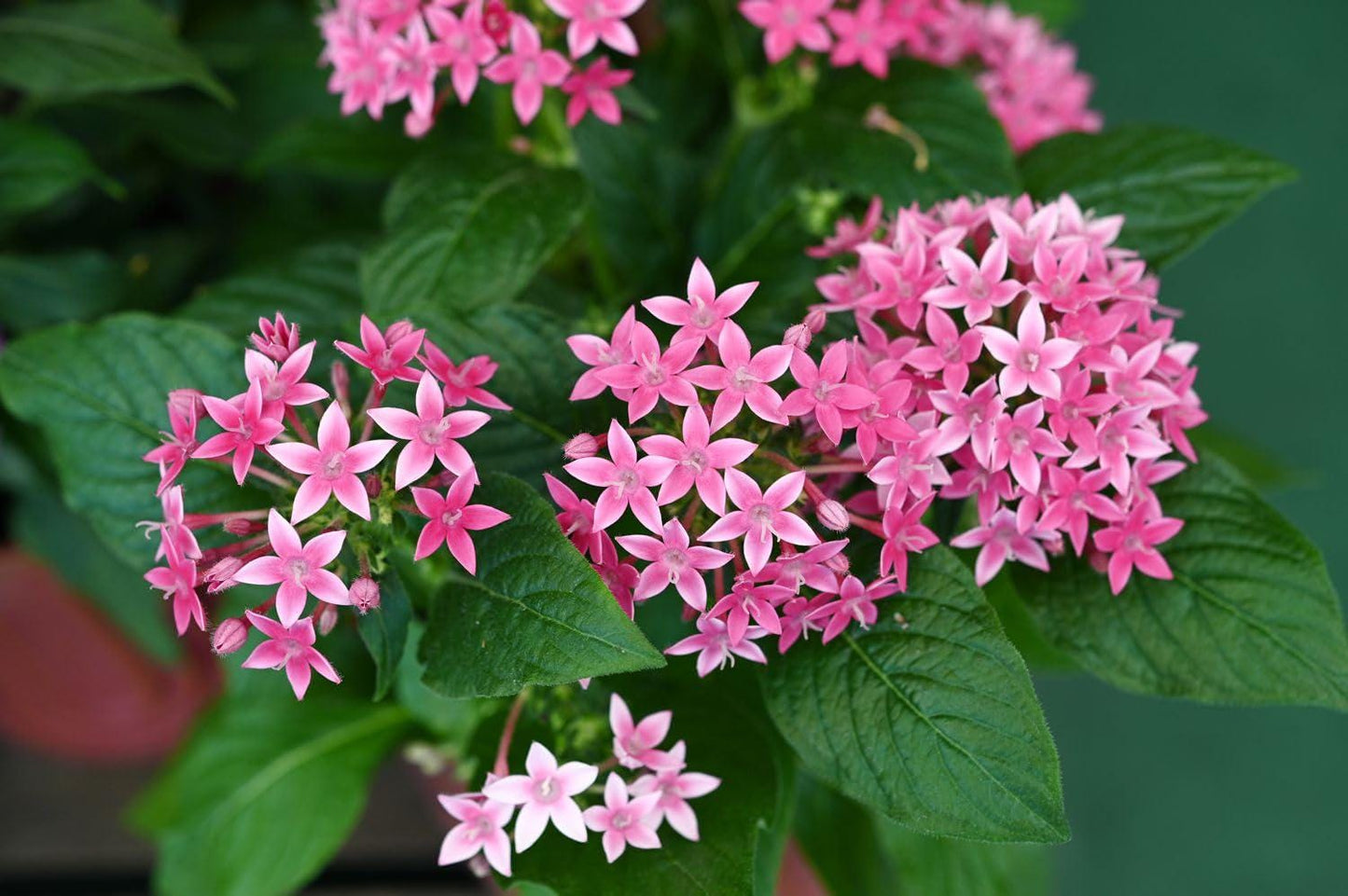 Pentas Lanceolata Starburst Live Plants | Pack of 2 (TWO) | 5-9" Tall | Egyptian Starcluster | Unique Bicolor Pink & White Flowers