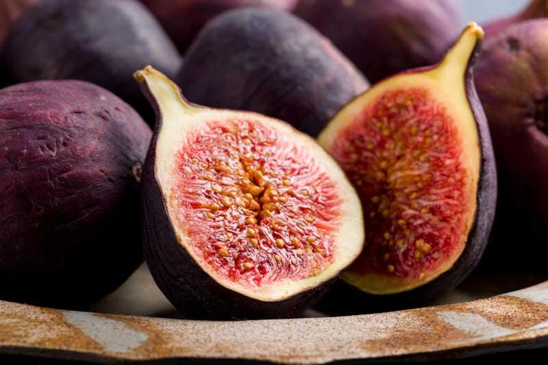Violette de Bordeaux Live Fig Tree (5-9") - Negronne Ficus Carica - Cold Hardy Edible Fruit Zone 6-10 - Compact Dwarf Container Patio Plant