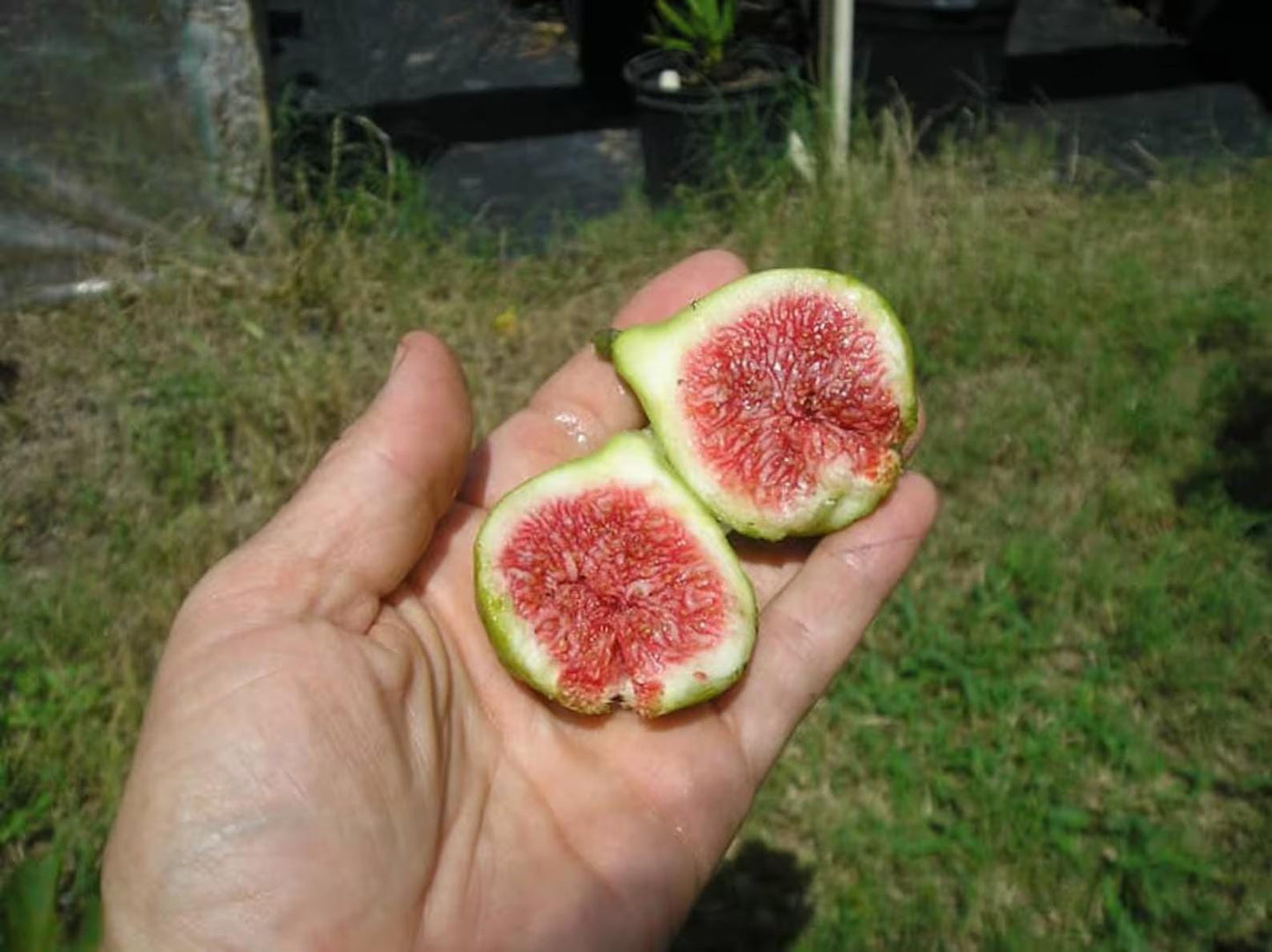 Live Green Ischia Fig Tree (5-9") - Verte Ficus Carica - Cold Hardy Zone 7-10 - Sweet Strawberry Jam Flavor