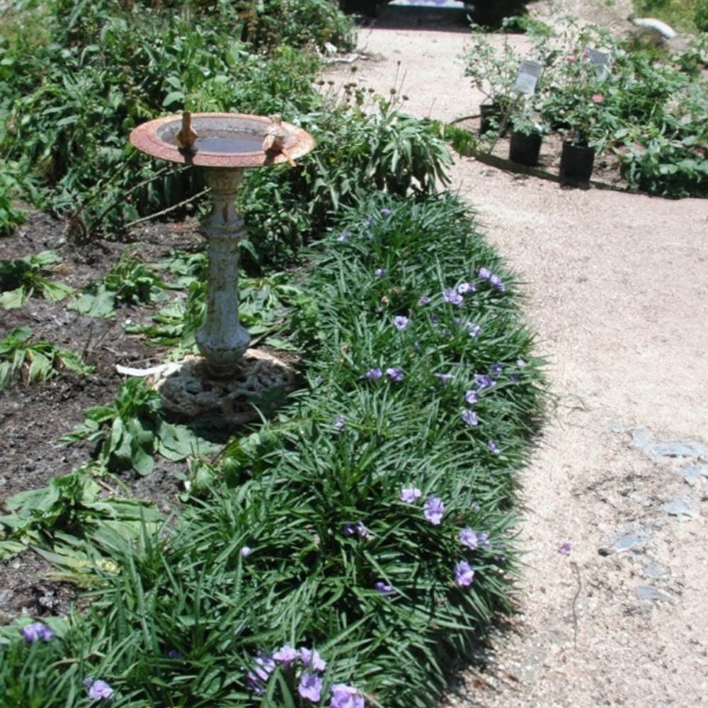 Katie’s Dwarf Blue Ruellia Live Plants | Pack of 2 (TWO) | 5-9" Tall | Mexican Petunia