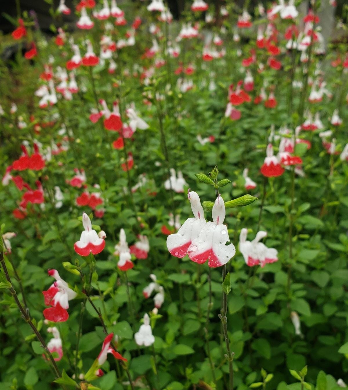 Salvia Hot Lips Live Plants | Pack of 2 (TWO) | 5-9" Tall | Bicolor Red & White Sage | Color-Changing Flowers