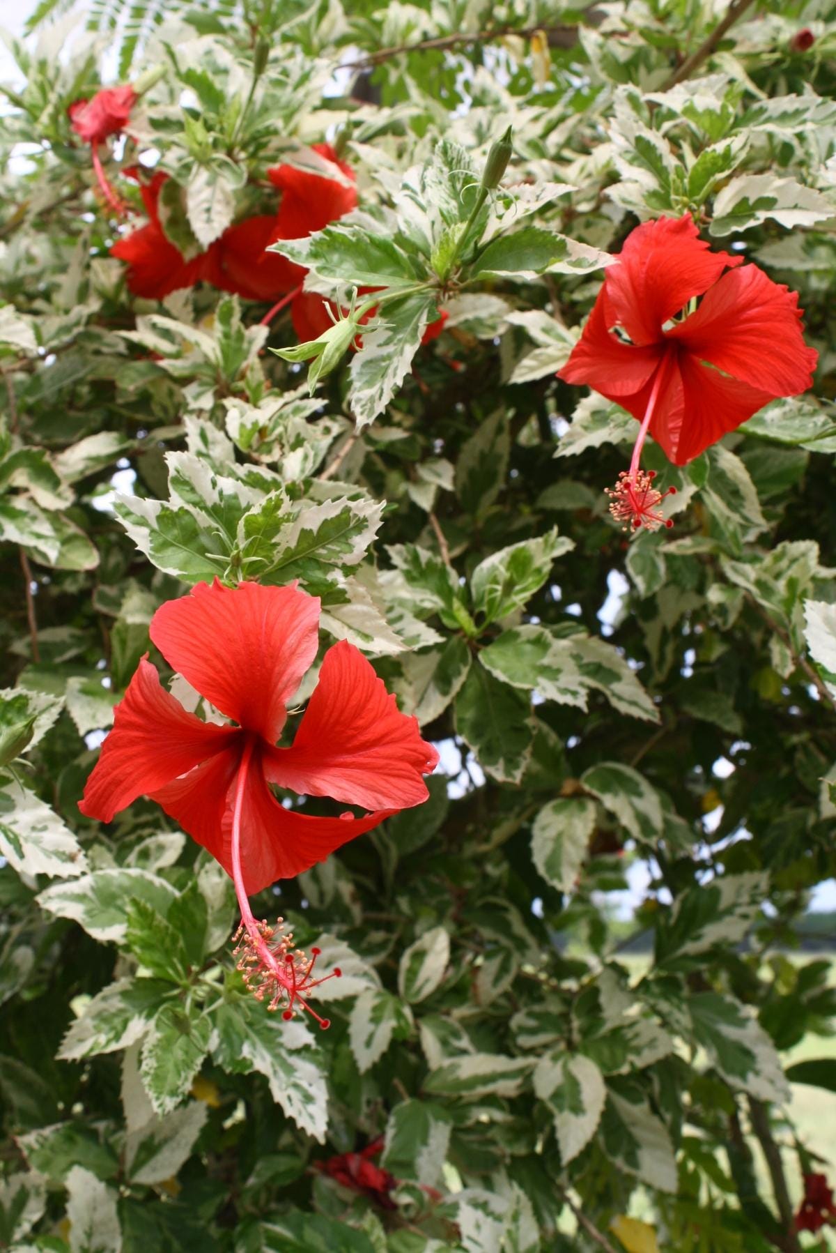 Snow Queen Hibiscus Live Plants (5-9") - Pack of 2 (TWO) - Variegated Tropical Foliage - Stunning Red Blooms