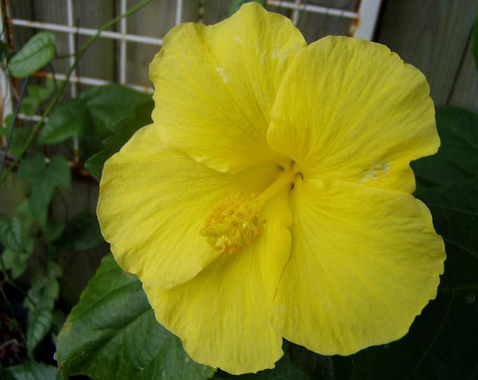 Fort Myers Yellow Hibiscus Live Plants (5-9") Pack of 2 (TWO) - Tropical Rosa-Sinensis - Single Lemon Blooms with Red Throat