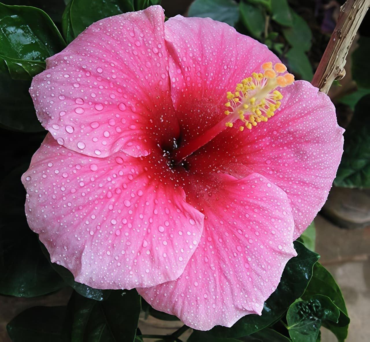 Seminole Pink Hibiscus Live Plants (5-9") Pack of 2 (TWO) - Tropical Rosa-Sinensis - Single Soft Pink Blooms