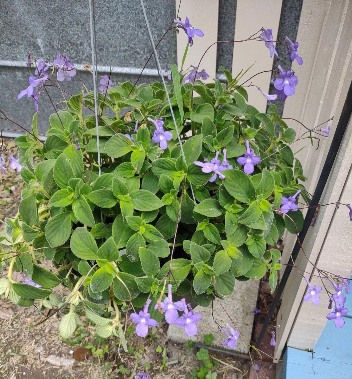 Concord Blue Streptocarpella Plants | Pack of 2 (TWO) | 5-9 Inch Streptocarpus Saxorum | False African Violet | Shade Loving Nodding Violet