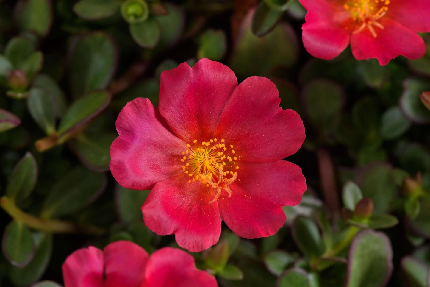 Dark Pink Purslane Live Plants | Pack of 2 (TWO) | 5-9" Tall | Portulaca Moss Rose | Drought Tolerant Flowering Succulent Groundcover