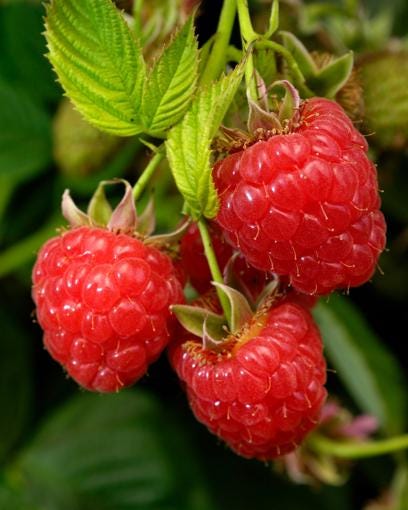 Caroline Red Raspberry Live Plants | Pack of 2 (TWO) | 5-9" Tall | Everbearing Rubus Idaeus Bush | Hardy Zone 4-9
