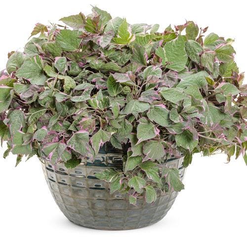 Tricolor Sweet Potato Vine Plants | Pack of 2 (TWO | 5-9 Inch Ipomoea Batatas | Pink, White & Green Variegated Foliage