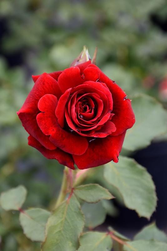 Don Juan Climbing Rose Live Plants | Pack of 2 | 5-9" Tall | Deep Velvet Red Fragrant Flowers