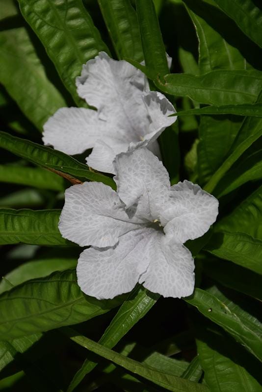 Katie’s Dwarf White Ruellia Live Plants | Pack of 2 (TWO) | 5-9" Tall | White Mexican Petunia