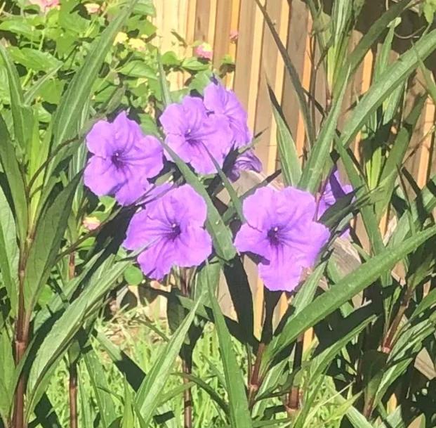 Purple Showers Ruellia Live Plants | Pack of 2 (TWO) | 5-9" Tall | Tall Mexican Petunia