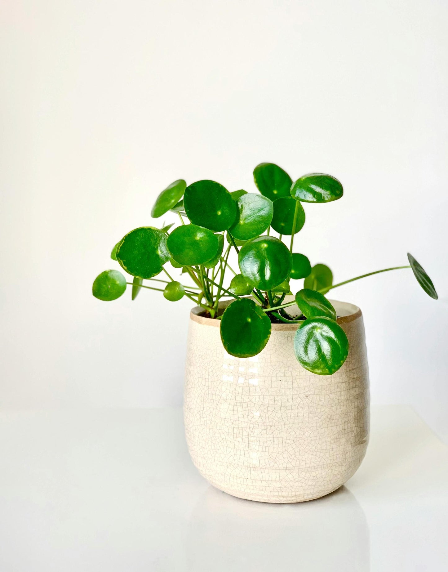 Chinese Money Plant | 5-9 Inch Pilea Peperomioides | UFO Plant | Round Leaf Pancake Plant for Indoor Modern Decor | Pet Friendly Houseplant