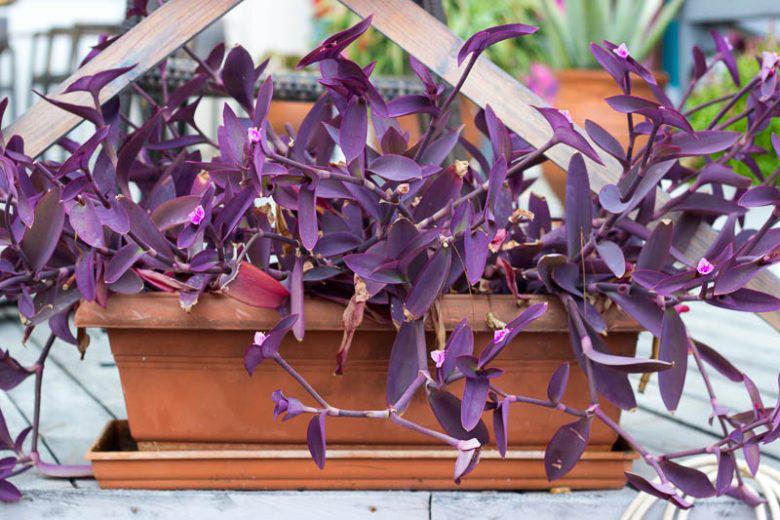 Purple Heart Setcreasea Live Plants | Pack of 2 (TWO) | 5-9" Tall | Tradescantia Pallida / Purple Queen | Vivid Violet Trailing Houseplant