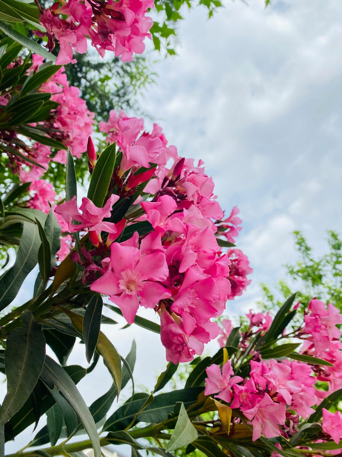 Pink Oleander Plants Pack of 3 - Live Nerium Oleander 6-8" Tall