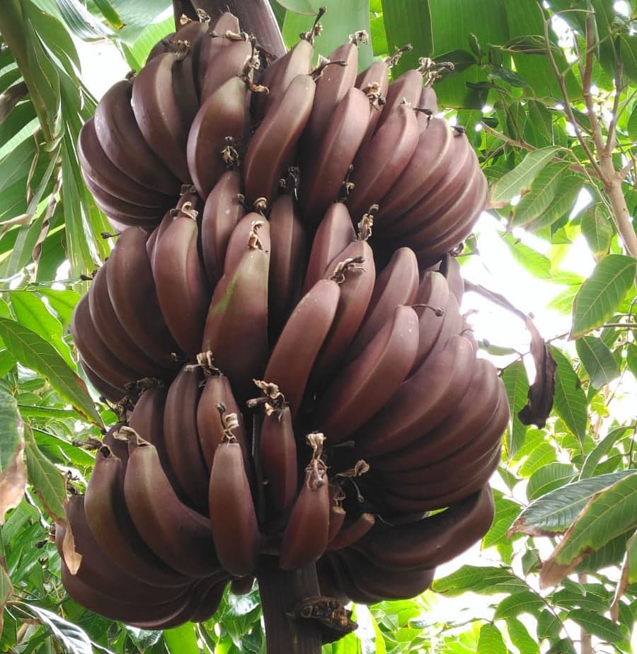 Red Cuban Banana Tree - Red Dacca Banana