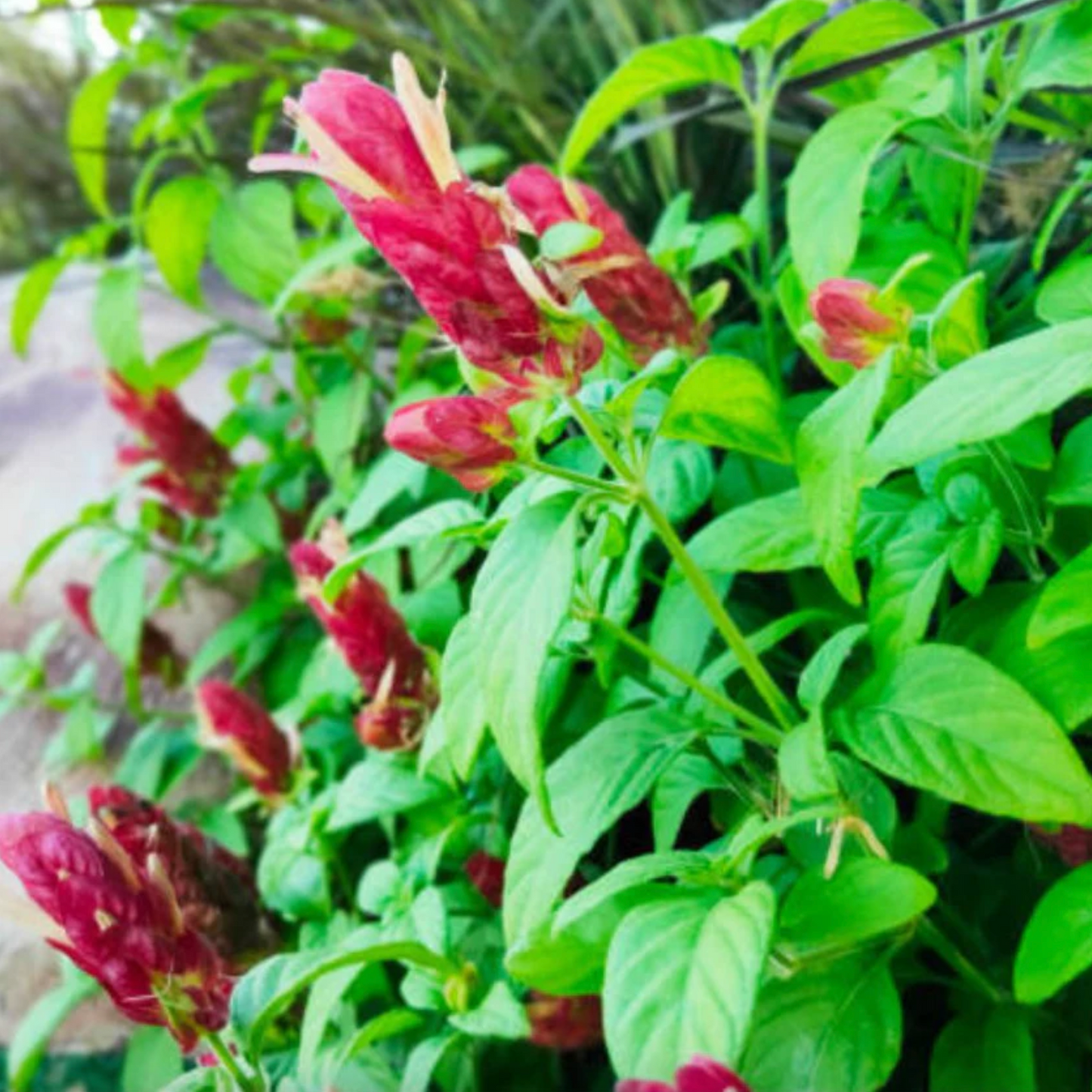 Red Shrimp Plant Pack of 3
