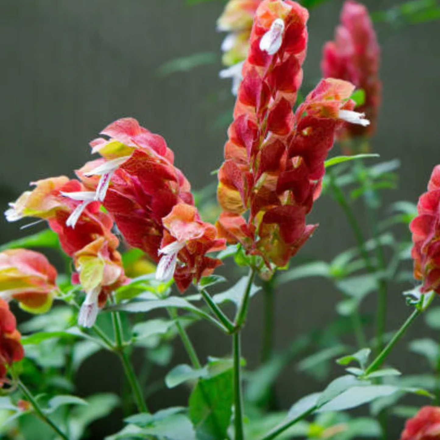 Red Shrimp Plant Pack of 3