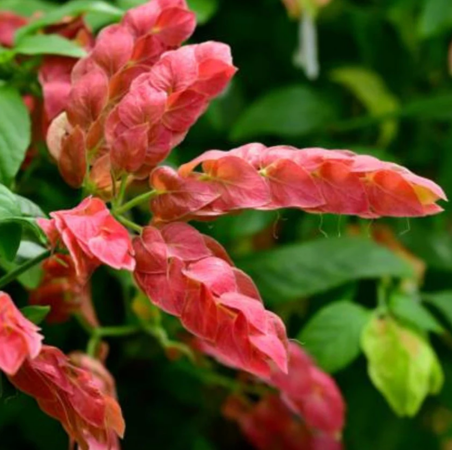 Red Shrimp Plant Pack of 3