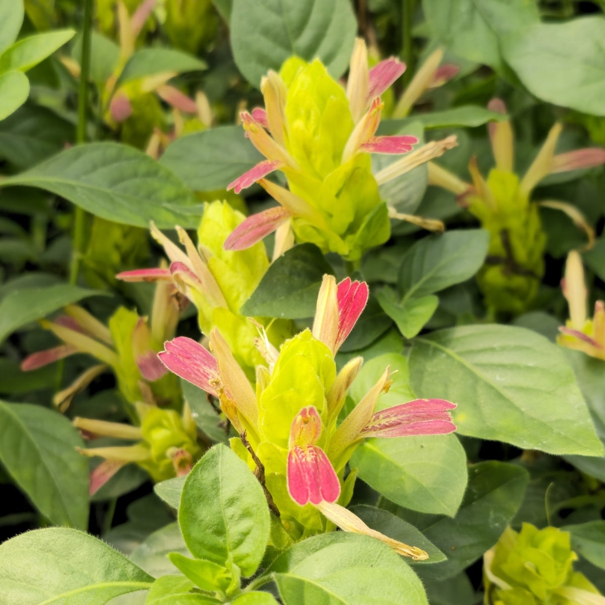 Shrimp Plant ‘Fruit Cocktail’ Pack of 3