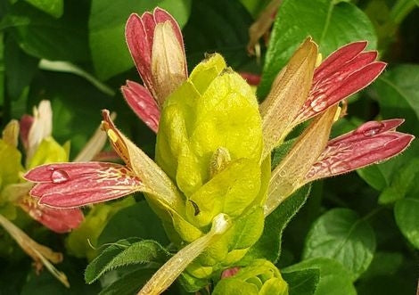 Shrimp Plant ‘Fruit Cocktail’ Pack of 3