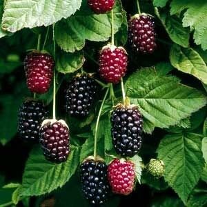 Boysenberry Plant