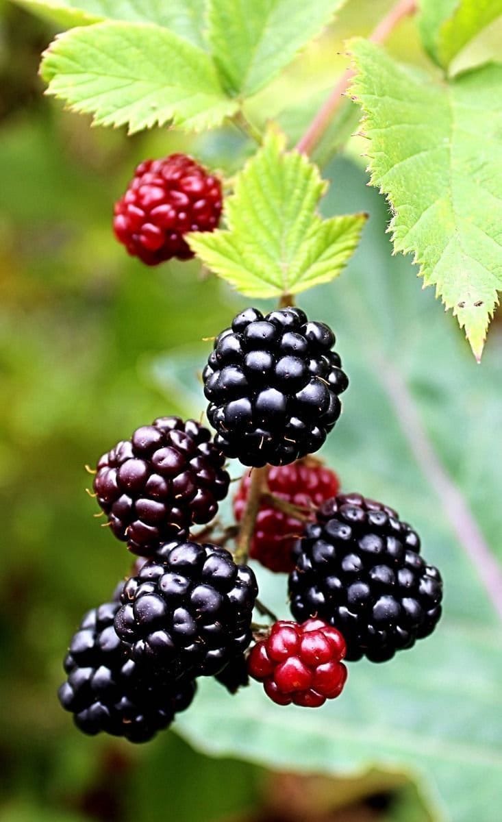 Boysenberry Plant