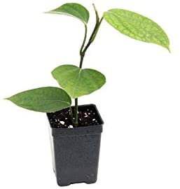 Black Pepper Plant