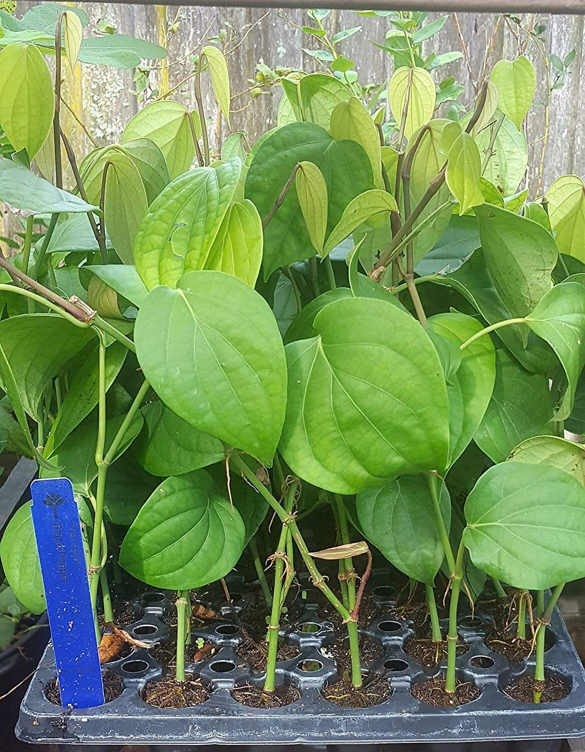 Black Pepper Plant