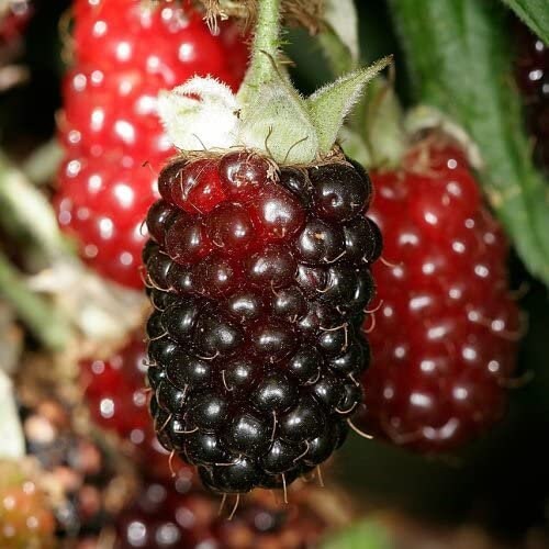 Boysenberry Plant