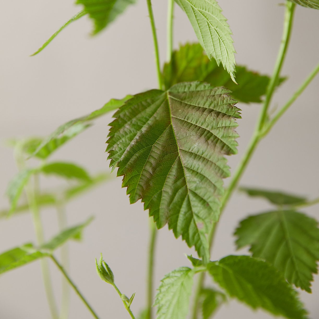 Boysenberry Plant