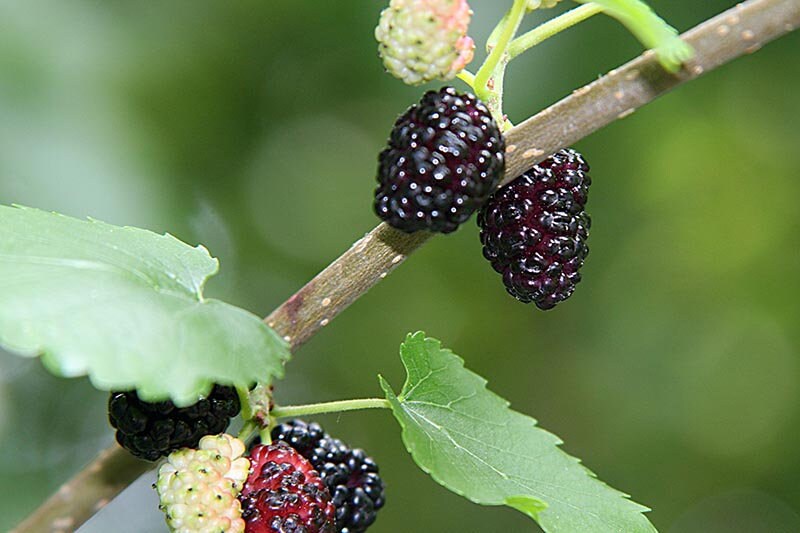 Boysenberry Plant