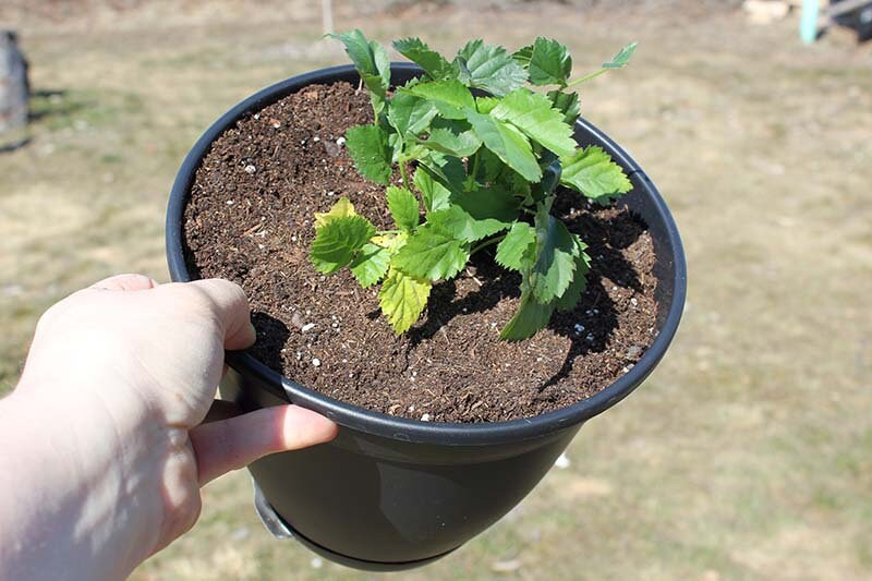 Boysenberry Plant