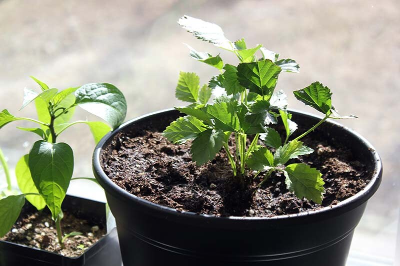 Boysenberry Plant