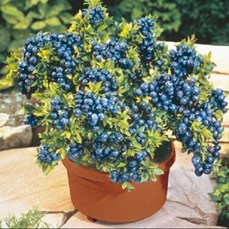 Best Blueberry Plants for Florida: Top Varieties for Bountiful Harvests 2 Best Blueberry Plants for Florida: Top Varieties for Bountiful Harvests