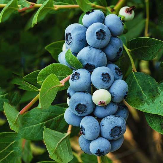 Legacy Blueberry