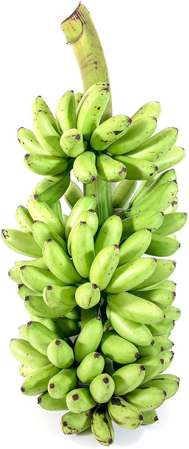 Blue Java Banana Tree - Ice Cream Banana