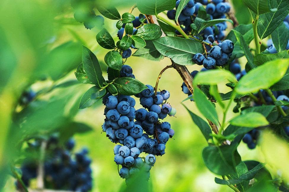 Legacy Blueberry