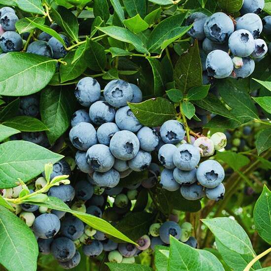Legacy Blueberry