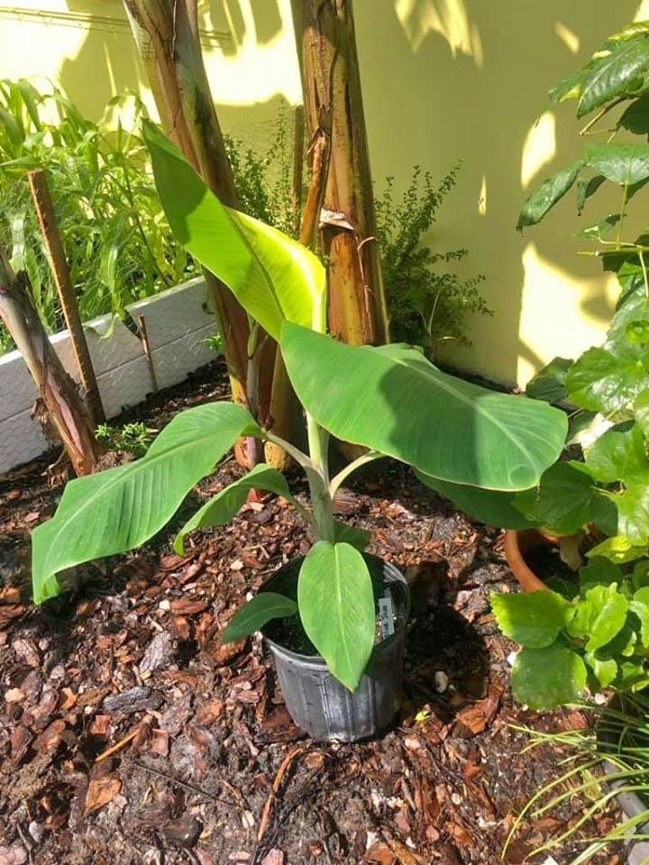 Blue Java Banana Tree - Ice Cream Banana