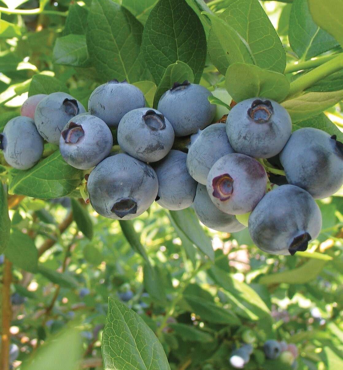 Rebel Blueberry