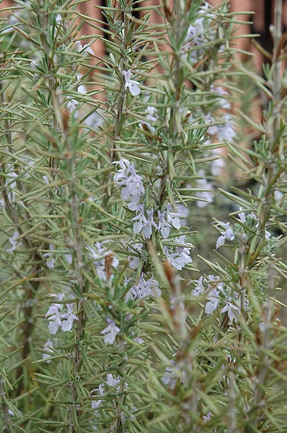 Arp Rosemary Plant