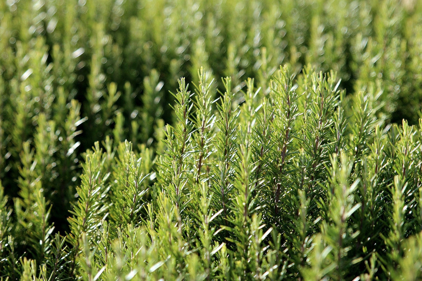 Arp Rosemary Plant