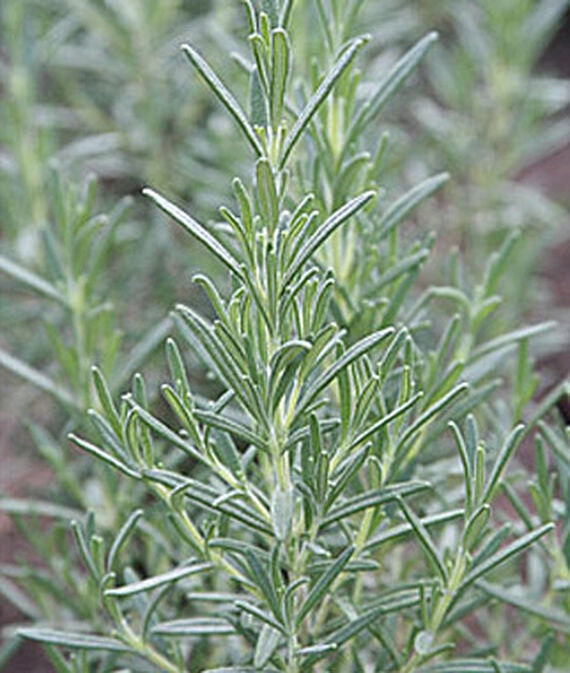 Arp Rosemary Plant