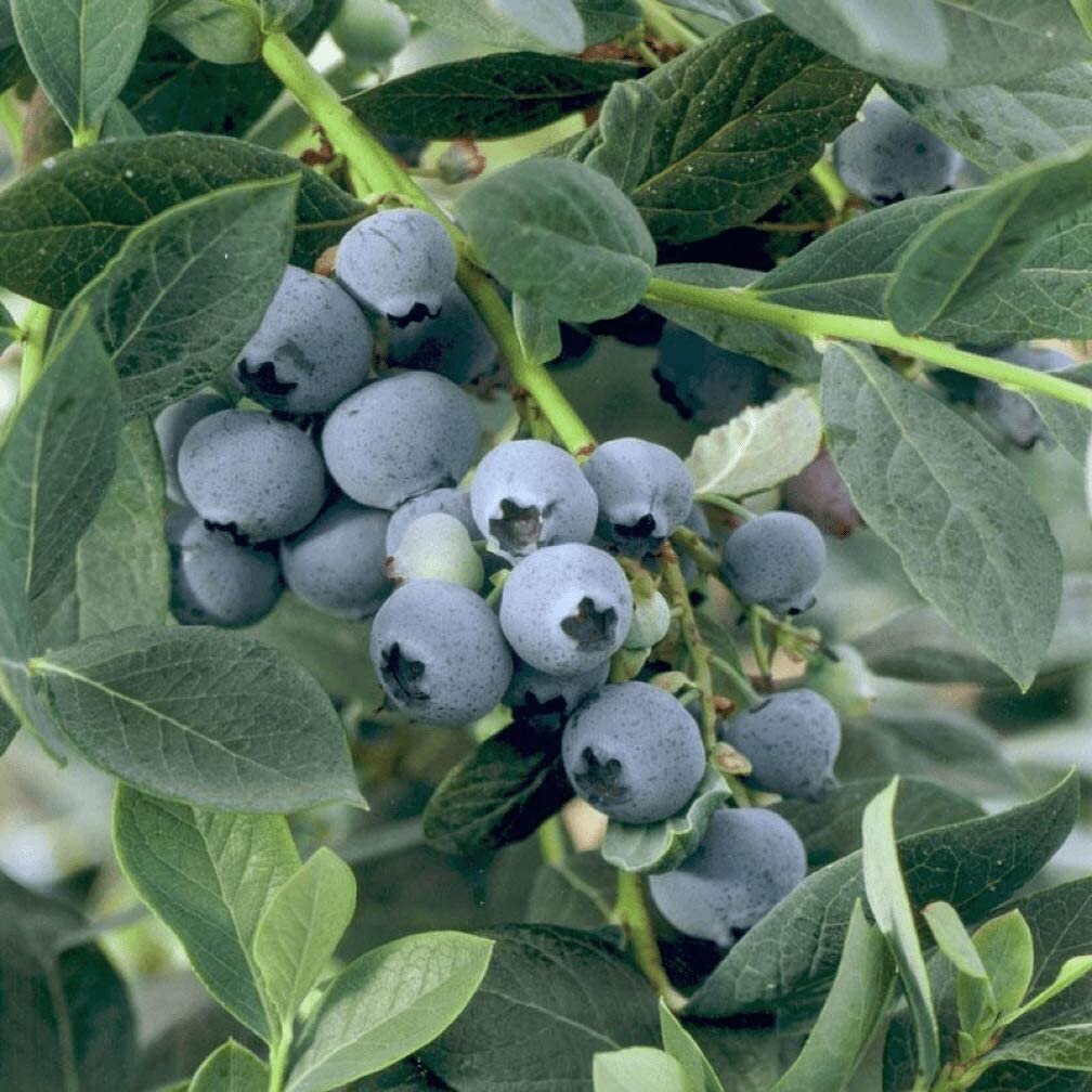 Misty Blueberry
