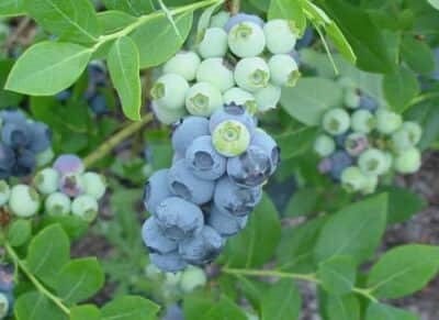 Rebel Blueberry