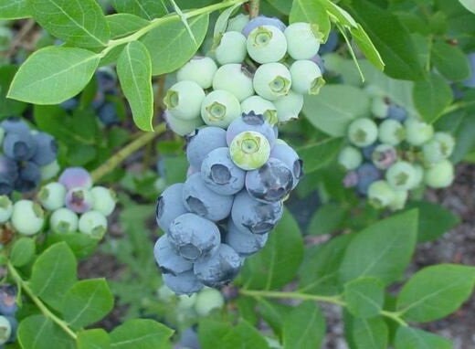 Rebel Blueberry