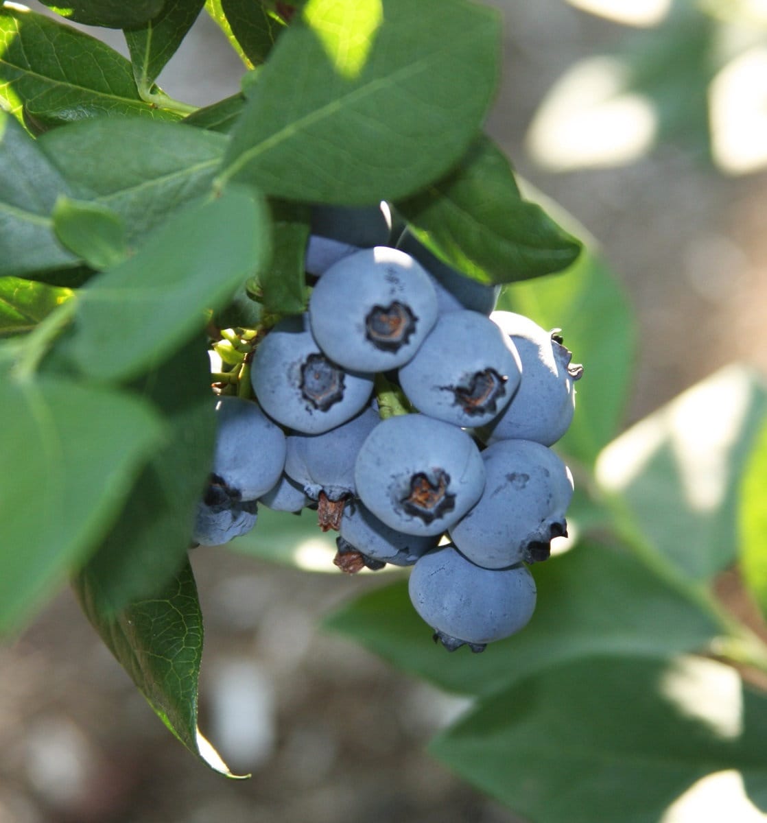 Rebel Blueberry